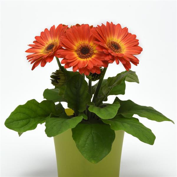 ColorBloom™ Bicolor Orange Yellow Gerbera - Container