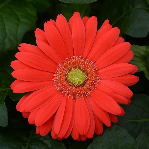 ColorBloom™ Cherry with Light Eye Gerbera - Bloom