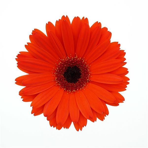 ColorBloom™ Deep Orange with Dark Eye Gerbera - Bloom