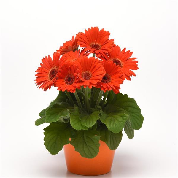 ColorBloom™ Deep Orange with Dark Eye Gerbera - Container