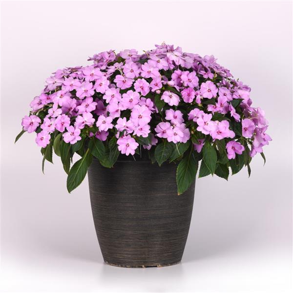 Solarscape® XL Lilac Spark Interspecific Impatiens