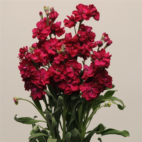 Katz Ruby Matthiola - Cutflower