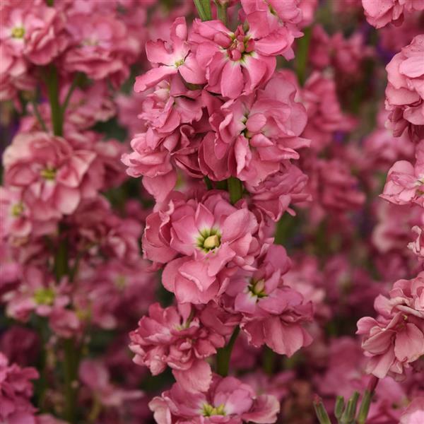 Katz Antique Rose Matthiola - Bloom