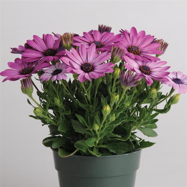 Akila® Lavender Shades Osteospermum - Container