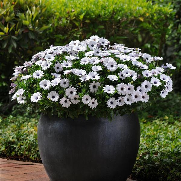 Akila® White Osteospermum - Container