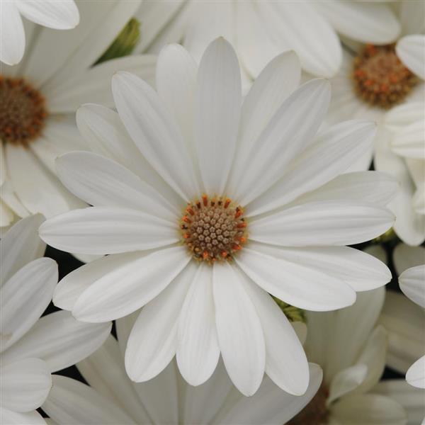 Akila® Daisy White Osteospermum - Bloom