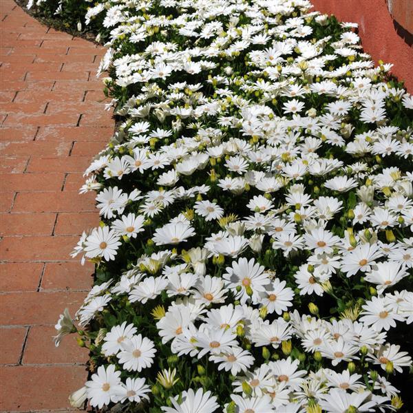 Akila® Daisy White Osteospermum - Commercial Landscape 1