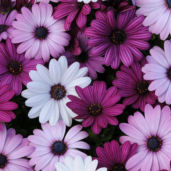 Akila® Mixture Osteospermum - Bloom