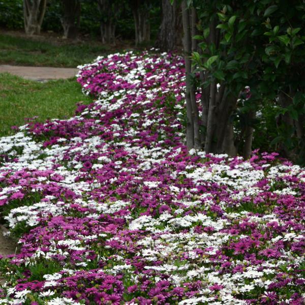 Akila® Mixture Osteospermum - Landscape