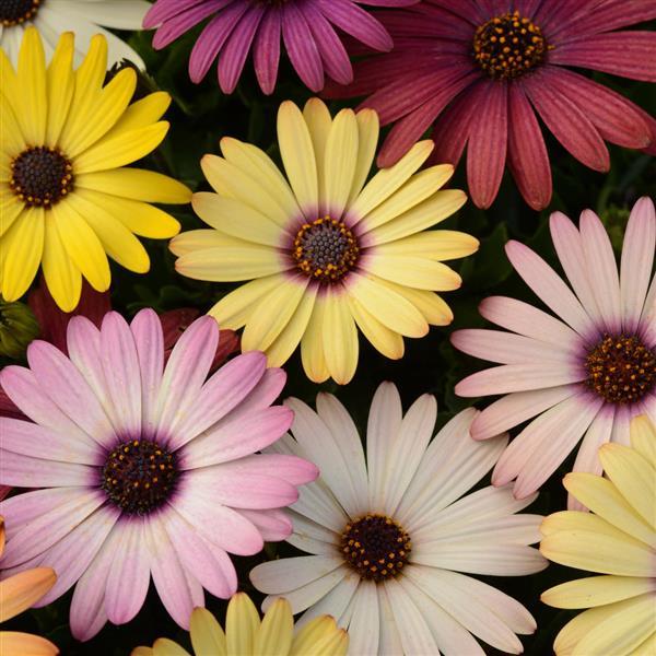 Akila® Grand Canyon Mixture Osteospermum - Bloom