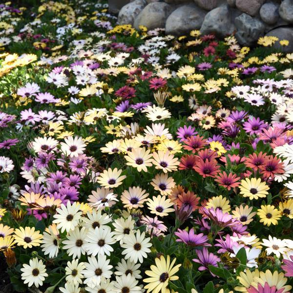 Akila® Grand Canyon Mixture Osteospermum - Landscape