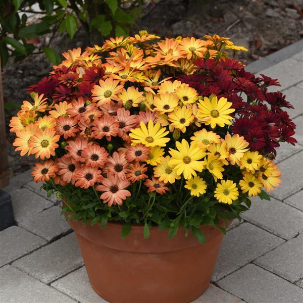 Akila® Sunset Shades Osteospermum - Container