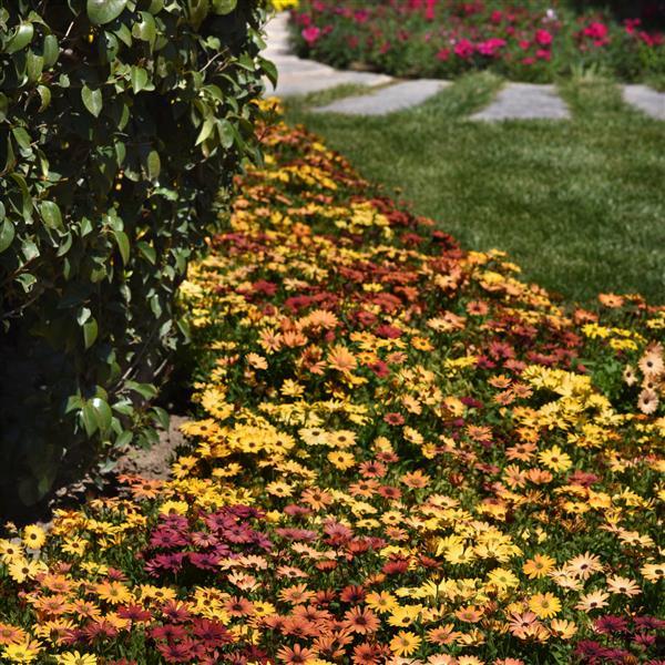 Akila® Sunset Shades Osteospermum - Landscape