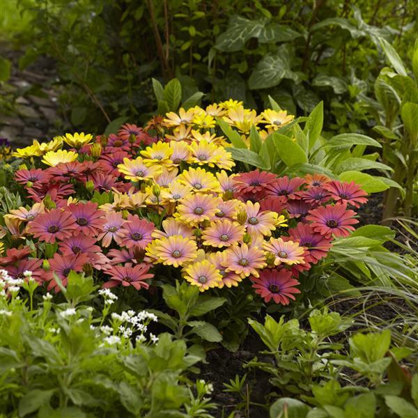 Akila® Hawaii Sunset Mixture Osteospermum - Garden