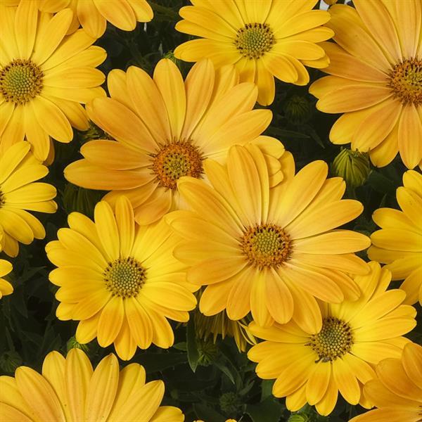 Akila® Sunshine Yellow Osteospermum - Bloom