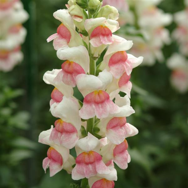 Potomac™ Appleblossom Snapdragon - Bloom