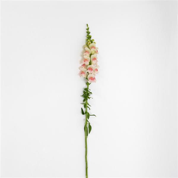 Potomac™ Appleblossom Snapdragon - Single Stem, White Background