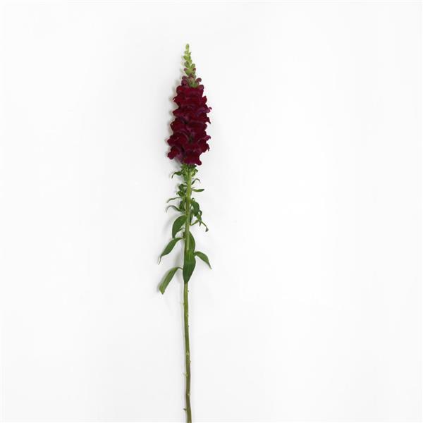 Potomac™ Crimson Snapdragon - Single Stem, White Background
