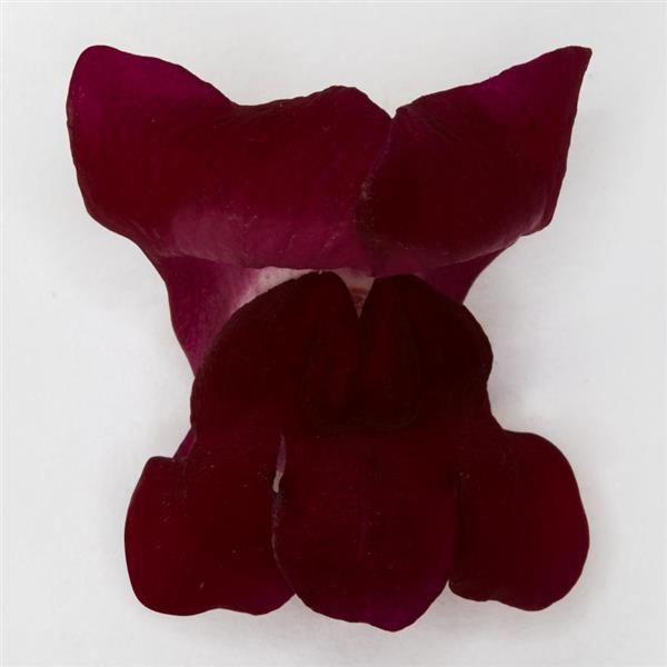 Potomac™ Crimson Snapdragon - FloretShot, White Background