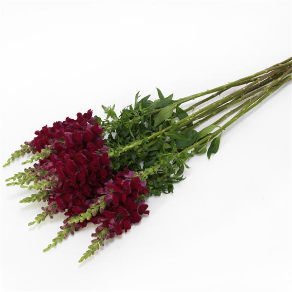 Potomac™ Crimson Snapdragon - Grower Bunch