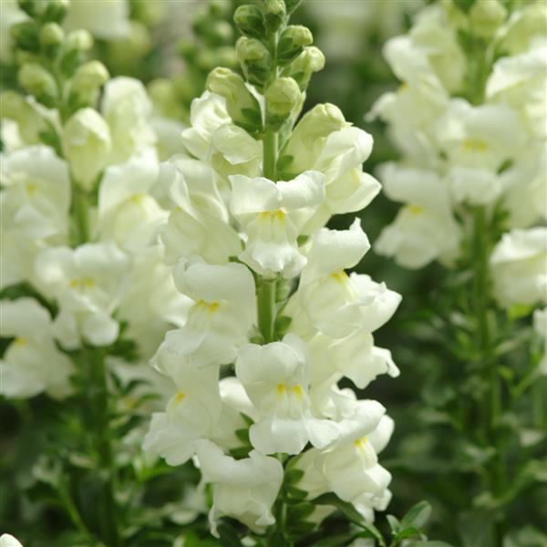 Potomac™ Ivory White Snapdragon - Bloom
