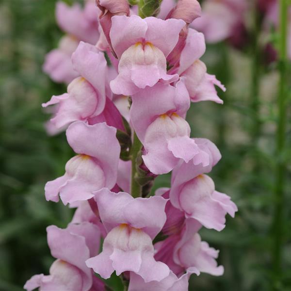 Potomac™ Lavender Snapdragon - Bloom