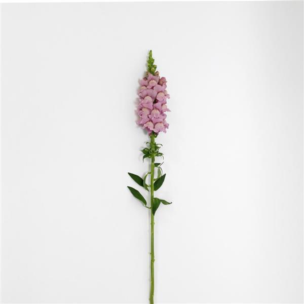 Potomac™ Lavender Snapdragon - Single Stem, White Background