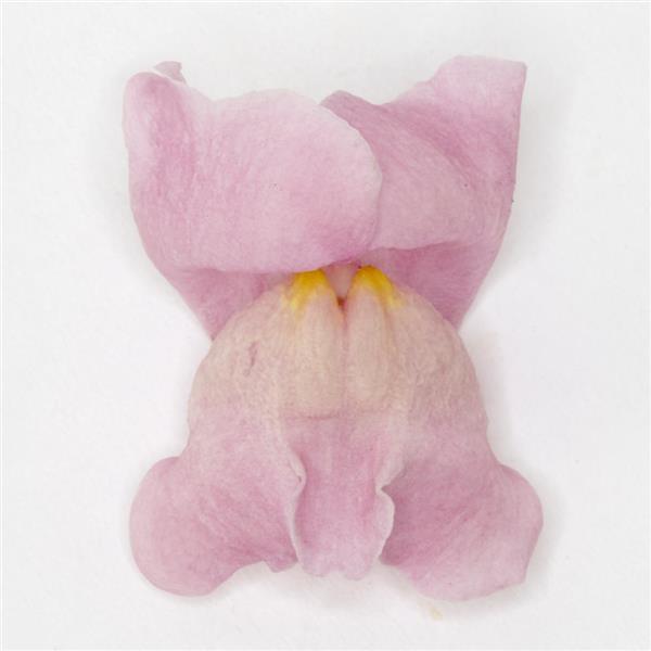 Potomac™ Lavender Snapdragon - FloretShot, White Background