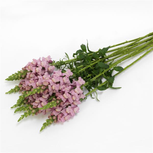 Potomac™ Lavender Snapdragon - Grower Bunch