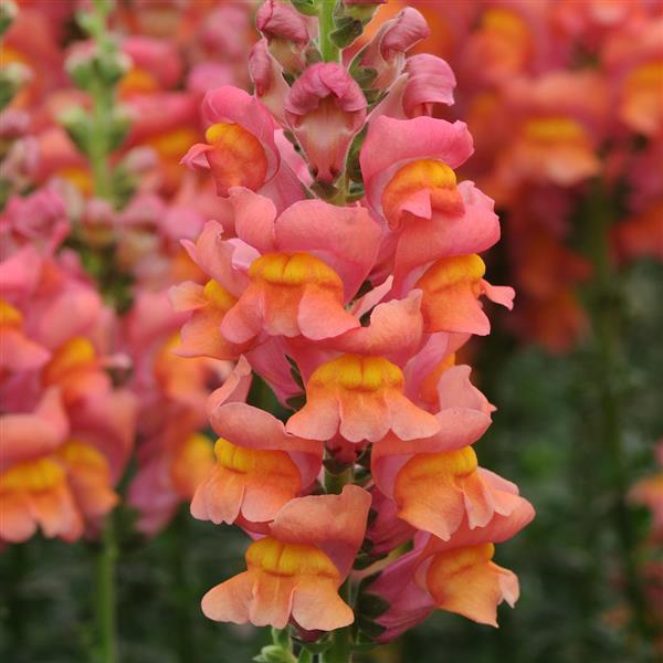 Potomac™ Orange Snapdragon - Bloom