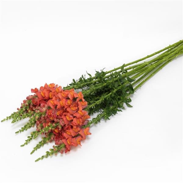 Potomac™ Orange Snapdragon - Grower Bunch