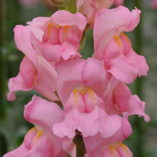 Potomac™ Pink Snapdragon - Bloom