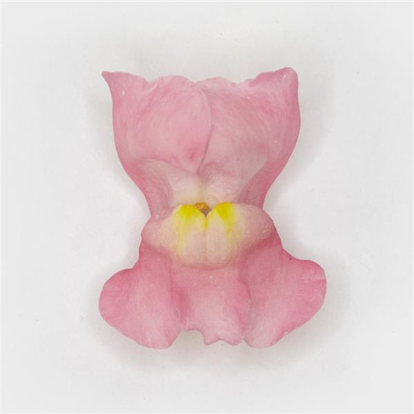 Potomac™ Pink Snapdragon - FloretShot, White Background