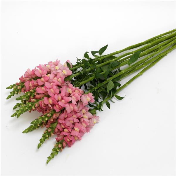 Potomac™ Pink Snapdragon - Grower Bunch