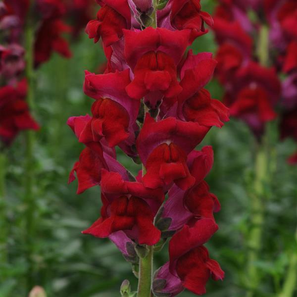 Potomac™ Red Snapdragon - Bloom