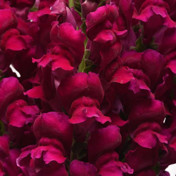 Potomac™ Royal Snapdragon - Bloom
