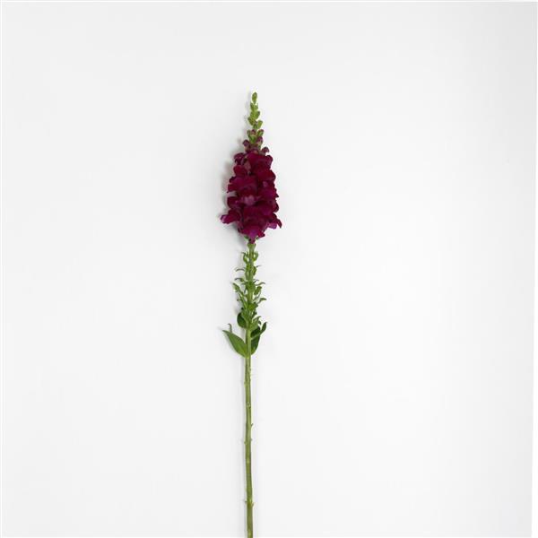 Potomac™ Royal Snapdragon - Single Stem, White Background