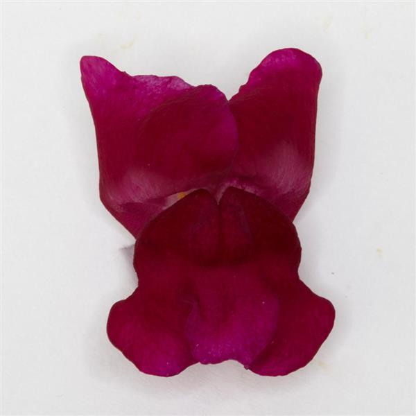 Potomac™ Royal Snapdragon - FloretShot, White Background
