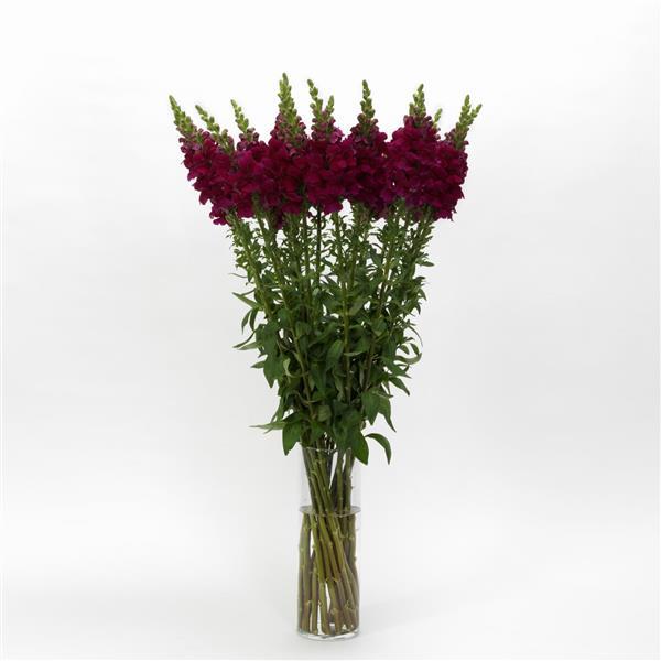 Potomac™ Royal Snapdragon - Mono Vase, White Background