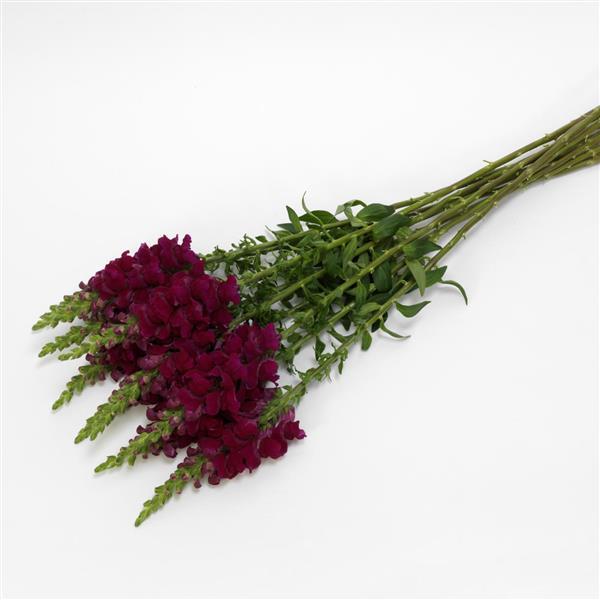 Potomac™ Royal Snapdragon - Grower Bunch