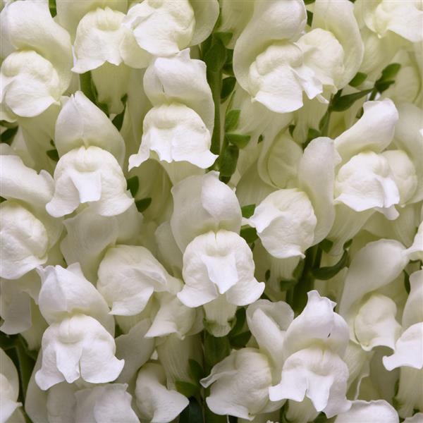 Potomac™ White Snapdragon - Bloom