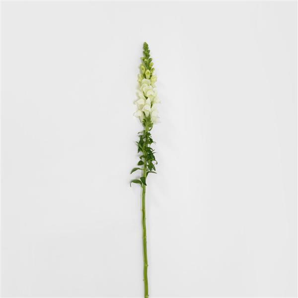 Potomac™ White Snapdragon - Single Stem, White Background