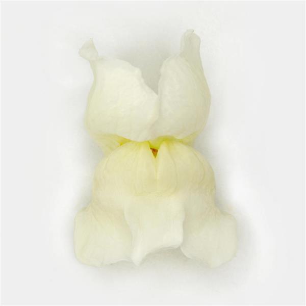 Potomac™ White Snapdragon - FloretShot, White Background
