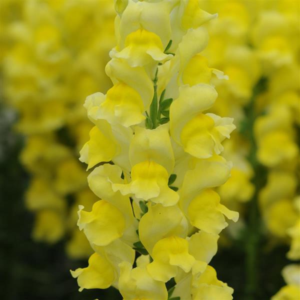 Potomac™ Yellow Snapdragon - Bloom