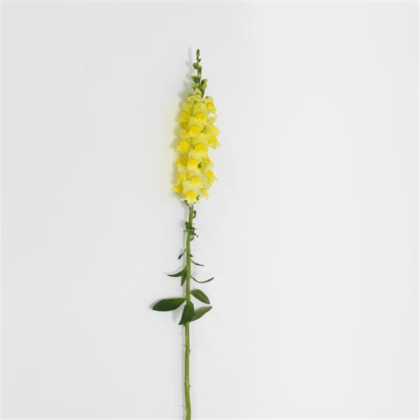Potomac™ Yellow Snapdragon - Single Stem, White Background