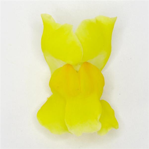 Potomac™ Yellow Snapdragon - FloretShot, White Background