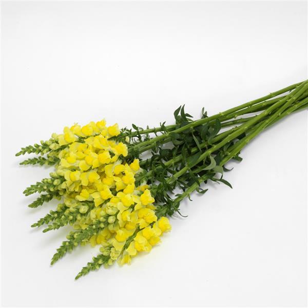Potomac™ Yellow Snapdragon - Grower Bunch