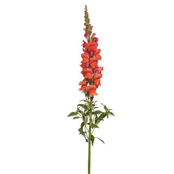 Potomac™ Bright Orange Snapdragon - Single Stem, White Background