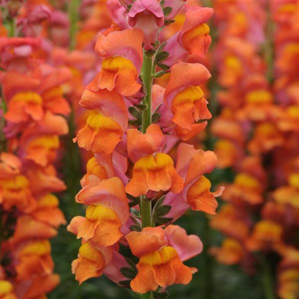 Potomac™ Dark Orange Snapdragon - Bloom