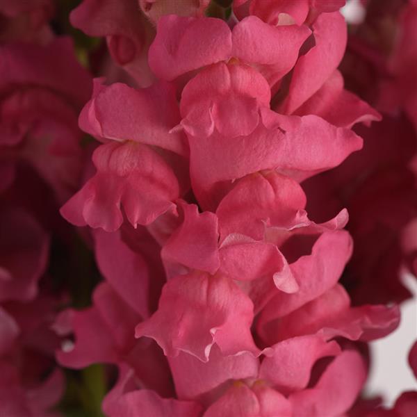 Potomac™ Dark Pink Snapdragon - Bloom